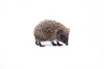 Adorable European hedgehog over happy on white studio background