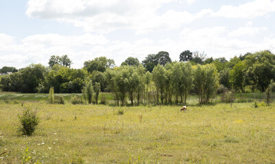 Fototapeta na wymiar Young trees and a cow on the pasture