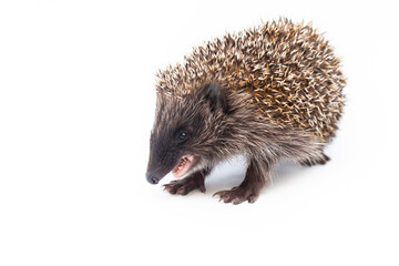 Adorable European hedgehog over happy on white studio background
