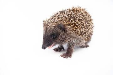 Adorable European hedgehog over happy on white studio background