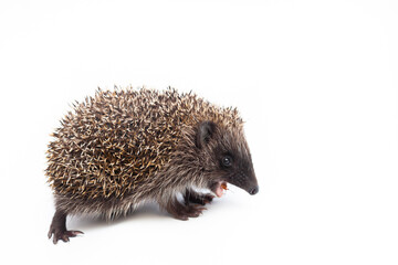 Adorable European hedgehog over happy on white studio background
