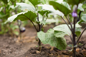 fresh organic homegrown eggplant in the garden