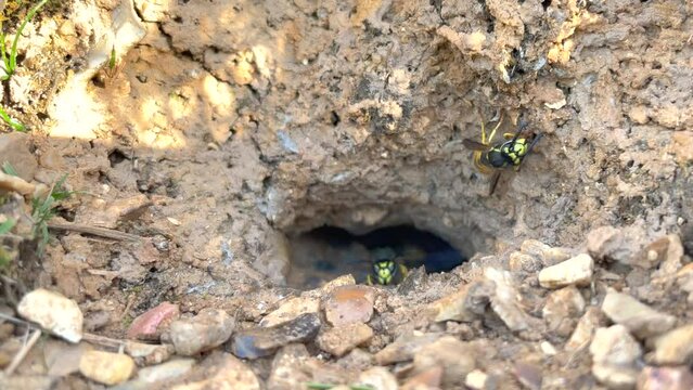 Activity at the entrance to a wasp nest