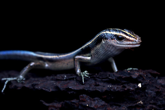 Close-up of a blue tail skink (Cryptoblepharus egeriae) on a rock, Indonesia