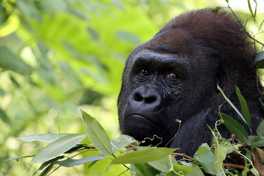 Close-up portrait of a gorilla, Indonesia