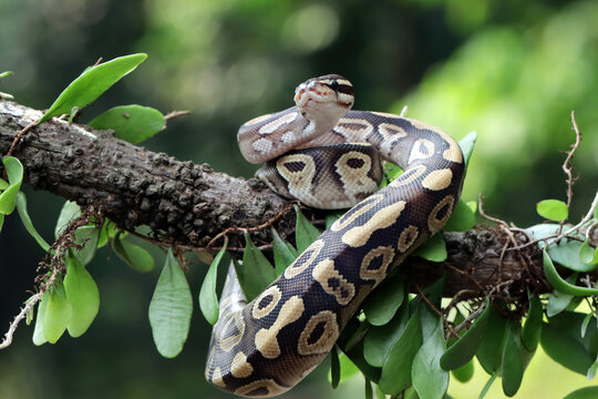 Close-up of a ball python on a branch, Indonesia