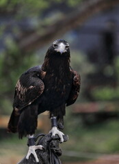 Wedge-tailed eagle Aquila audax, largest Australian bird of prey. Brisbane-090