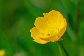 yellow flower and green bokeh
