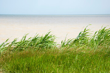 Grass growing on sea shore. Sea grass sky background. Grass on sea horizon. Grassy shore nature