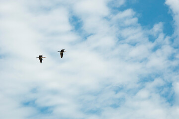 Wild birds flying in cloudy sky. Pair of duck birds. Birds sky background. Wildlife nature