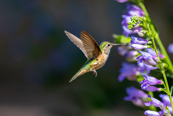 Fototapeta premium A female Broad-tailed Hummingbird approaching a Rocky Mountain Penstemon flower stalk with upright wings against a dark background.