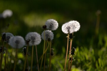white dandelion in the meadow