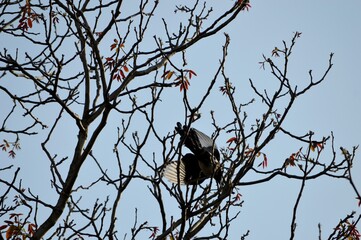 magpie with spread wings in flight