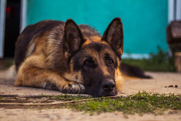 german shepherd dog