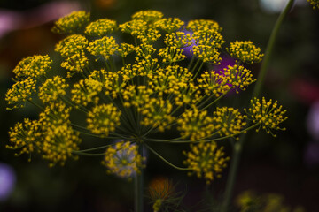 yellow flowers in the garden