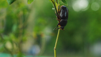The Ukrainian rhinoceros beetle crawls on a branch