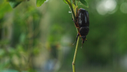 The Ukrainian rhinoceros beetle crawls on a branch
