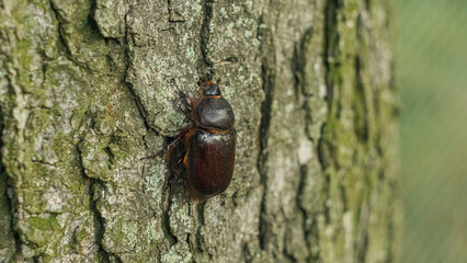 The Ukrainian rhinoceros beetle crawls on branches