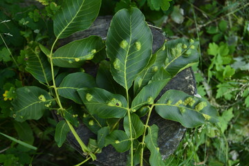 struck foliage walnut mites