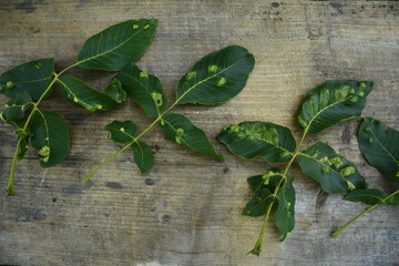 struck foliage walnut mites