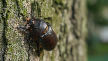 The Ukrainian rhinoceros beetle crawls on a tree