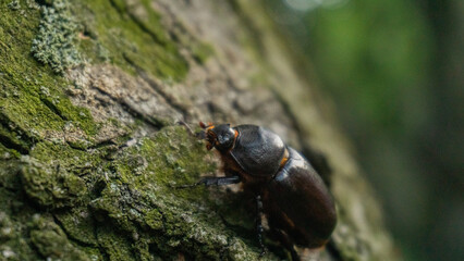 A Ukrainian rhinoceros beetle on a tree
