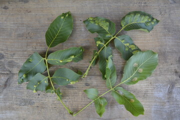 struck foliage walnut mites