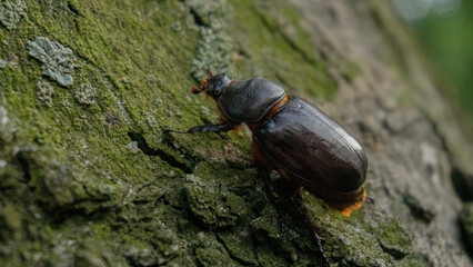 A Ukrainian rhinoceros beetle on a tree