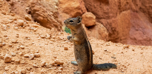 Standing Squirrel surrounded by Red Rocks in Bryce Canyon