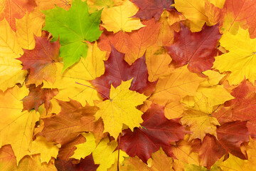 Naklejka na ściany i meble Background of autumn, maple leaves