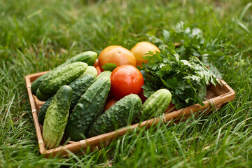 wooden box with tomatoes, cucumbers. Harvest. garden