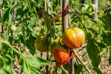 Organic grown red ripe tomato on a vine. Red and green organic cherry tomatoes growing on a tomato vine in a garden awaiting harvest.