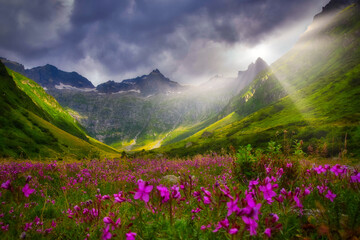 Wildflowers growing in an alpine meadow in summer, Meiental, Uri, Switzerland
