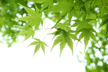 水滴をつけた新緑のカエデのクローズアップ