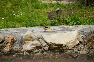little bird on the river bank