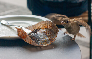 Wren bird flies in, motion blur, to seek crumbs from table top of eaten food treat. Closeup image with fork, plate and muffin tin.