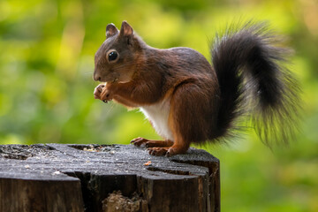 Eichhörnchen im Wald 