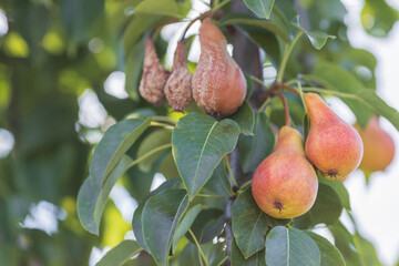 Ripe and rotten pears on a tree in summer in sunny weather in summer
