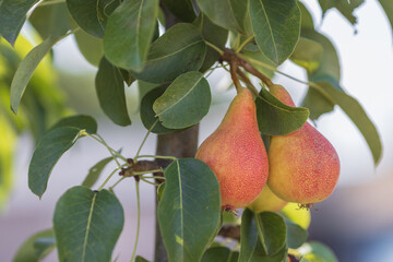 Red-yellow pears grow on a tree in summer in sunny weather
