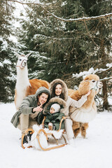 family of three young beautiful woman and man fashion stylish winter clothes overall, baby boy son standing and hugging with llama alpaca pet in snowy pine forest, winter spirit and family having fun © klavdiyav