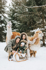 family of three young beautiful woman and man fashion stylish winter clothes overall, baby boy son standing and hugging with llama alpaca pet in snowy pine forest, winter spirit and family having fun © klavdiyav