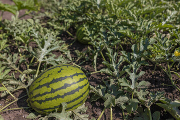 Ocelot watermelons grow on the ground in the sun. Concept of agriculture and healthy food