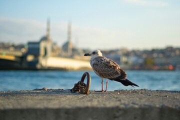 Seagull in front of the new mosque with a blurred background.