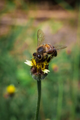 butterfly on a yellow flower