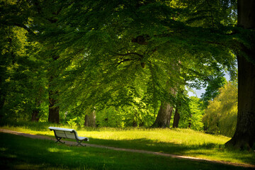 Bench by a beech tree in the spring park. Silesia, Poland.