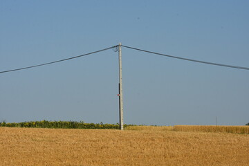 Pejzaż  z dojrzałym zbożem i słupem energetycznym © drlmk