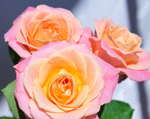 Orange rose isolated on white background. Bud with petals close up