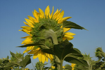 słonecznik, kwiat od tyłu