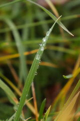 Blade of green grass with individual drops of water in a field in Germany on a fall day.