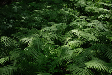 Fototapeta na wymiar Botanical background with green fern leaves. 